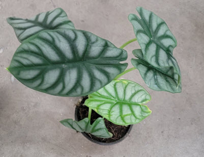 4" Alocasia Silver Dragon